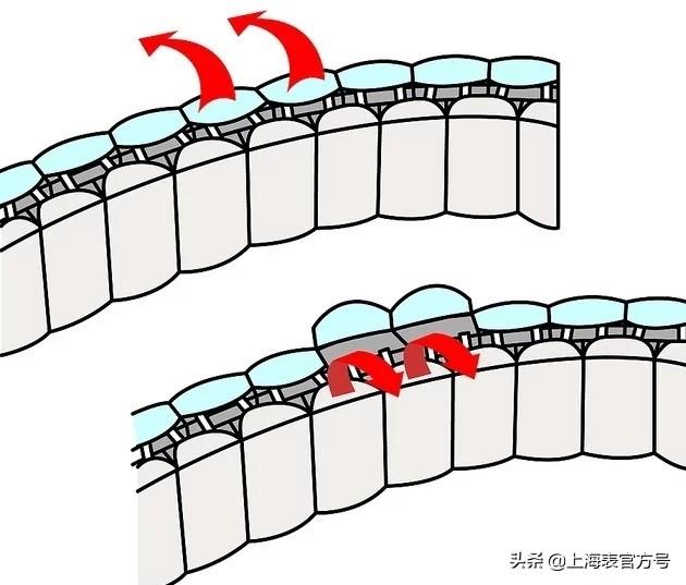 没有工具怎么调节钢带表带？在线教程-第1张图片